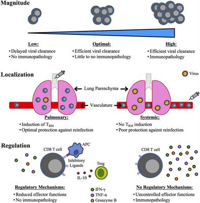 The CD8 T Cell Response to Respiratory Virus Infections